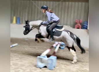 Poney de selle allemand Croisé, Jument, 12 Ans, 140 cm, Rouan Bleu