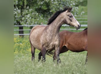 Poney de selle allemand, Jument, 12 Ans, 142 cm, Buckskin