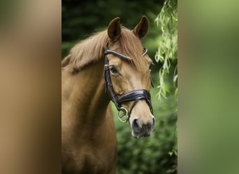 Poney de selle allemand, Jument, 12 Ans, 144 cm, Alezan