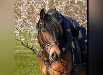 Poney de selle allemand Croisé, Jument, 12 Ans, 145 cm, Bai