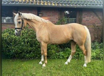 Poney de selle allemand, Jument, 12 Ans, 146 cm, Palomino