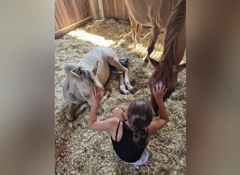 Poney de selle allemand, Jument, 12 Ans, 147 cm, Alezan dun