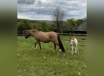Poney de selle allemand, Jument, 12 Ans, 147 cm, Alezan dun