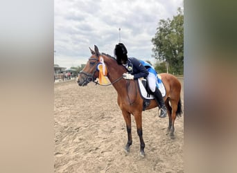 Poney de selle allemand, Jument, 12 Ans, 147 cm, Bai