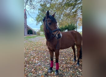 Poney de selle allemand, Jument, 12 Ans, 147 cm, Bai