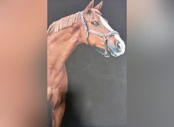Poney de selle allemand, Jument, 12 Ans, 148 cm, Alezan