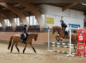 Poney de selle allemand, Jument, 12 Ans, 148 cm, Alezan