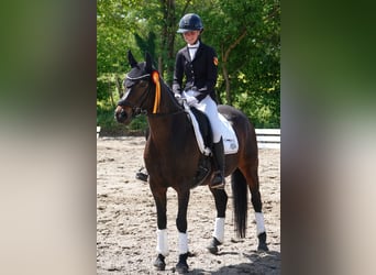 Poney de selle allemand, Jument, 12 Ans, 148 cm, Bai brun