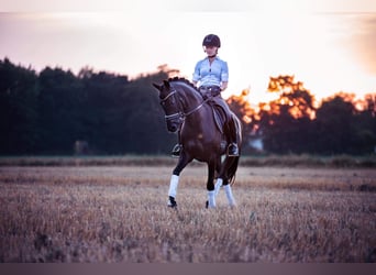 Poney de selle allemand, Jument, 12 Ans, 148 cm, Bai brun