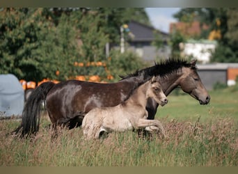 Poney de selle allemand, Jument, 12 Ans, 148 cm, Buckskin