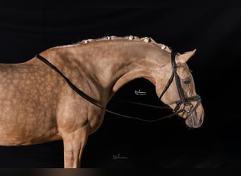 Poney de selle allemand, Jument, 12 Ans, 148 cm, Palomino