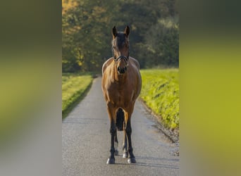 Poney de selle allemand, Jument, 12 Ans, 149 cm, Bai