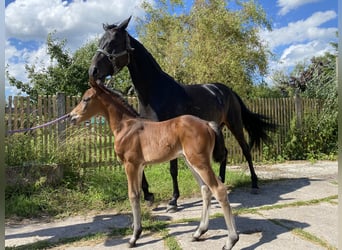 Poney de selle allemand, Jument, 12 Ans, 150 cm, Bai brun foncé