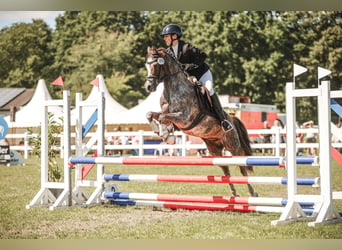 Poney de selle allemand, Jument, 13 Ans, 140 cm, Aubère