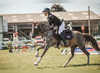 Poney de selle allemand, Jument, 13 Ans, 140 cm, Aubère