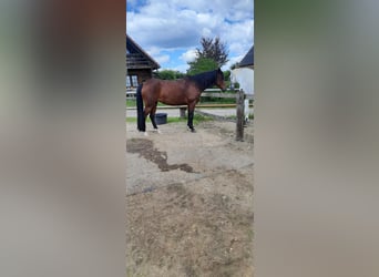 Poney de selle allemand, Jument, 13 Ans, 140 cm, Bai brun