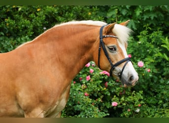 Poney de selle allemand, Jument, 13 Ans, 140 cm, Palomino