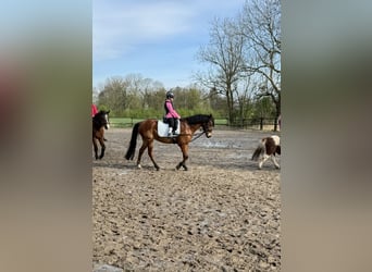 Poney de selle allemand, Jument, 13 Ans, 143 cm, Bai