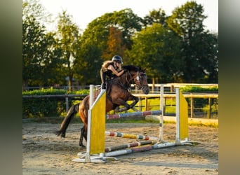 Poney de selle allemand Croisé, Jument, 13 Ans, 145 cm, Bai