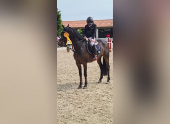 Poney de selle allemand, Jument, 13 Ans, 147 cm, Bai brun