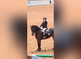 Poney de selle allemand, Jument, 13 Ans, 147 cm, Bai brun