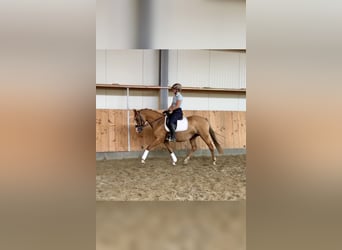 Poney de selle allemand, Jument, 13 Ans, 148 cm, Alezan dun