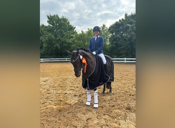 Poney de selle allemand, Jument, 13 Ans, 148 cm, Bai brun