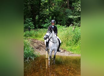 Poney de selle allemand, Jument, 13 Ans, 148 cm, Gris