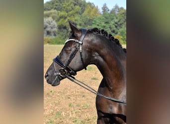 Poney de selle allemand, Jument, 13 Ans, 148 cm, Noir