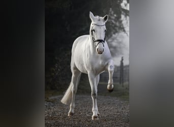 Poney de selle allemand, Jument, 13 Ans, 157 cm, Gris