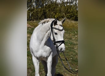 Poney de selle allemand, Jument, 14 Ans, 140 cm, Gris