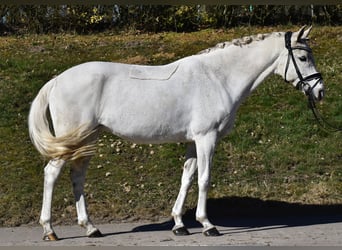 Poney de selle allemand, Jument, 14 Ans, 140 cm, Gris