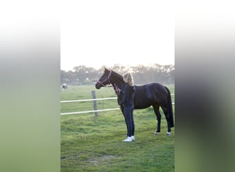 Poney de selle allemand, Jument, 14 Ans, 147 cm, Bai brun