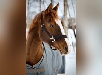 Poney de selle allemand, Jument, 14 Ans, 148 cm, Alezan brûlé