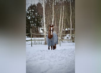 Poney de selle allemand, Jument, 14 Ans, 148 cm, Alezan brûlé