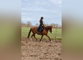 Poney de selle allemand, Jument, 14 Ans, 148 cm, Alezan brûlé