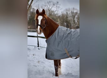 Poney de selle allemand, Jument, 14 Ans, 148 cm, Alezan brûlé