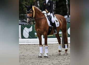 Poney de selle allemand, Jument, 14 Ans, 148 cm, Alezan