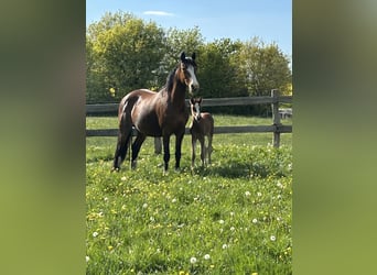 Poney de selle allemand, Jument, 14 Ans, 148 cm, Bai