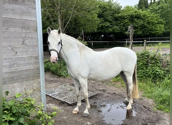Poney de selle allemand, Jument, 14 Ans, 149 cm, Gris