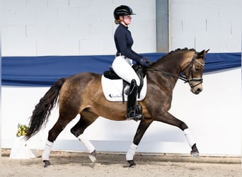 Poney de selle allemand, Jument, 15 Ans, 144 cm, Isabelle
