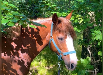Poney de selle allemand, Jument, 15 Ans, 145 cm, Alezan