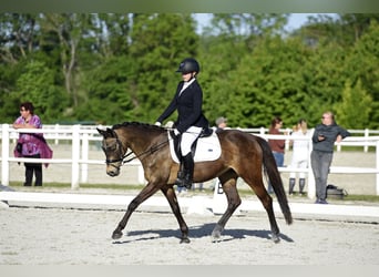 Poney de selle allemand, Jument, 15 Ans, 145 cm, Isabelle