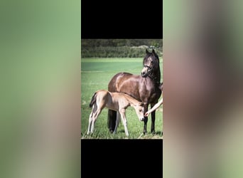 Poney de selle allemand, Jument, 15 Ans, 145 cm, Isabelle