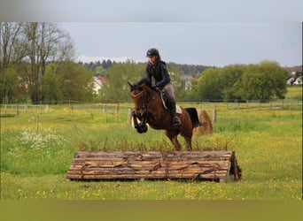 Poney de selle allemand, Jument, 15 Ans, 146 cm, Bai