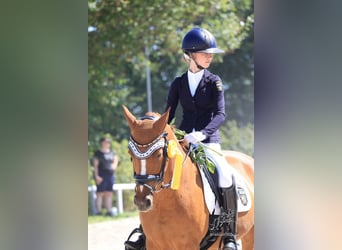 Poney de selle allemand, Jument, 15 Ans, 147 cm, Alezan
