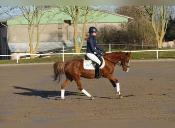 Poney de selle allemand, Jument, 15 Ans, 147 cm, Alezan