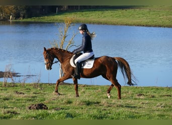 Poney de selle allemand, Jument, 15 Ans, 147 cm, Alezan