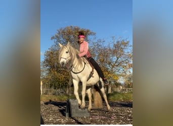 Poney de selle allemand Croisé, Jument, 16 Ans, 135 cm, Gris