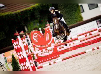 Poney de selle allemand, Jument, 16 Ans, 138 cm, Bai cerise